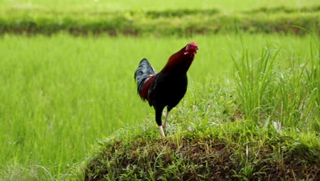 gallo colorido agita sus plumas, busca comida y luego se pavonea a lo largo de la pared de la terraza de arrozal verde brillante