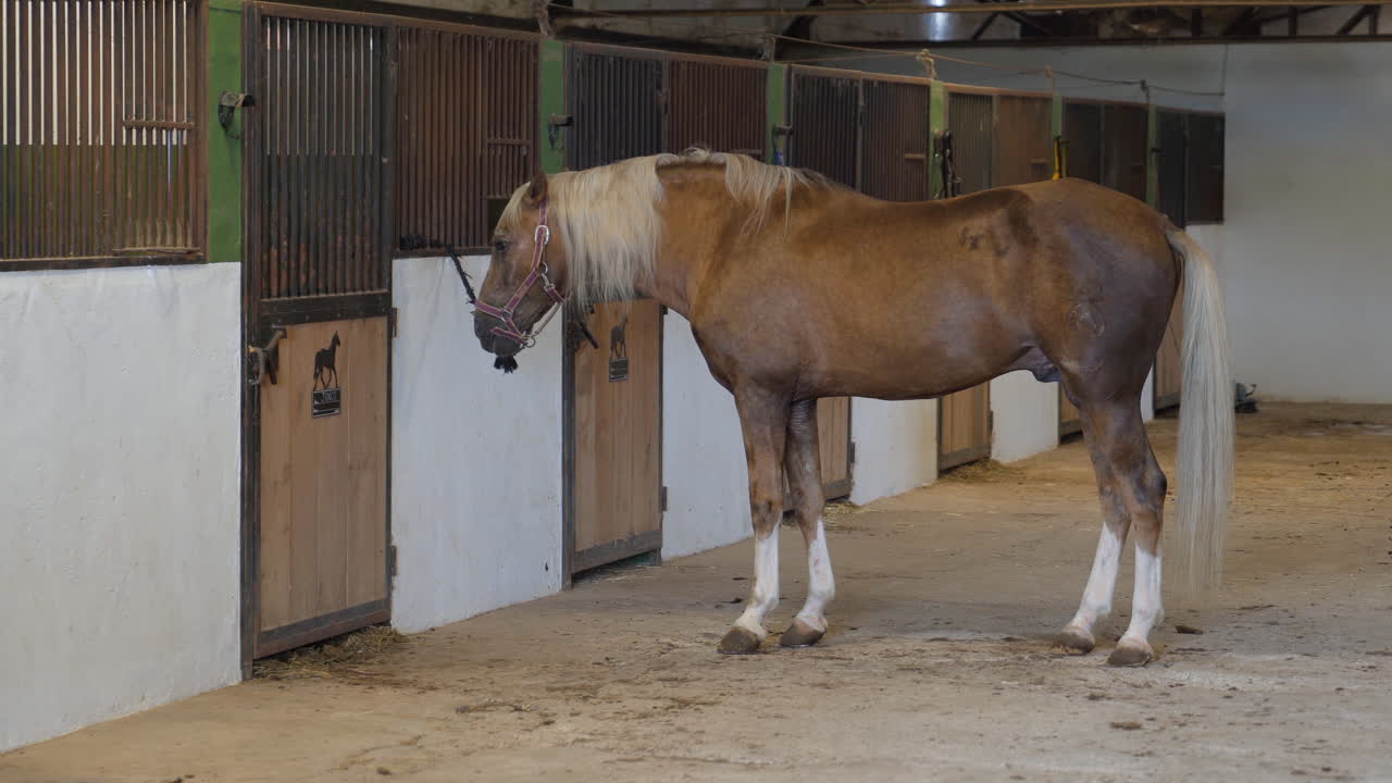 Brown horse with a light mane standing inside a stable corridor next to wooden stalls