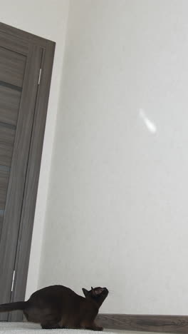 charming dark cat trying to catch light. funny kitty jumping on the wall. vertical video
