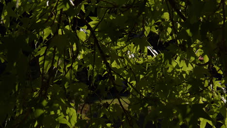 Lush-Green-Tree-With-Five-pointed-Star-shaped-Leaves-In-Baden-Baden,-Germany