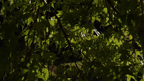 árbol verde exuberante con hojas en forma de estrella de cinco puntas en baden-baden, alemania
