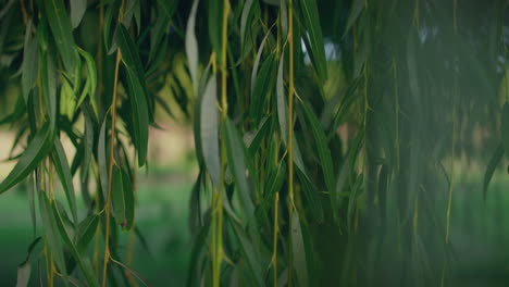 weeping-willow-branchlets-and-leaves-in-a-park-slow-motion-close-shot