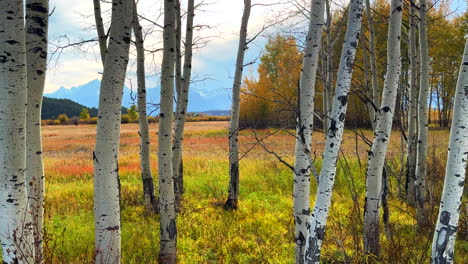 Grand-Teton-Nationalpark,-Peaks-Jackson-Lake,-Goldener-Herbst,-Gelber-Espenbaum,-Groove,-Yellowstone-Eingang,-Hohes-Gras,-Jackson-Hole,-Wyoming,-Sonneneruption,-Sonnenuntergang,-Filmische-Folie,-Langsame-Bewegung-Nach-Links