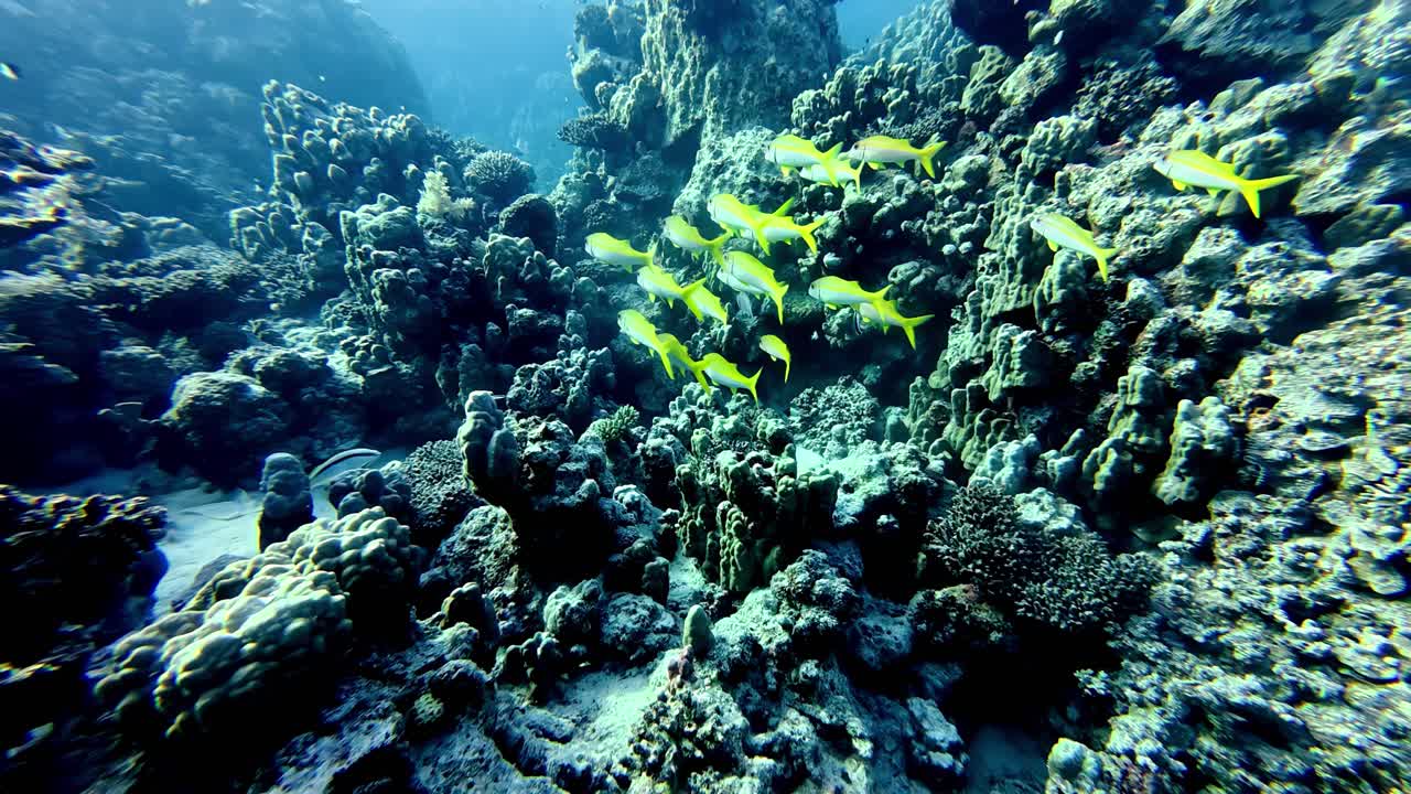 Un vivace banco di triglie gialle che scivola attraverso antiche formazioni coralline sotto la luce solare tropicale scintillante, in acque oceaniche cristalline e di un blu profondo, catturato con uno scatto grandangolare da una prospettiva bassa.
