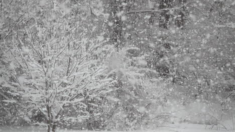 large fluffy snowflakes fall in slow motion in a wooded winter landscape