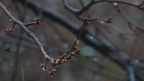 a gloomy spring day