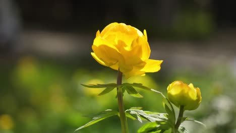 yellow flowers in bloom