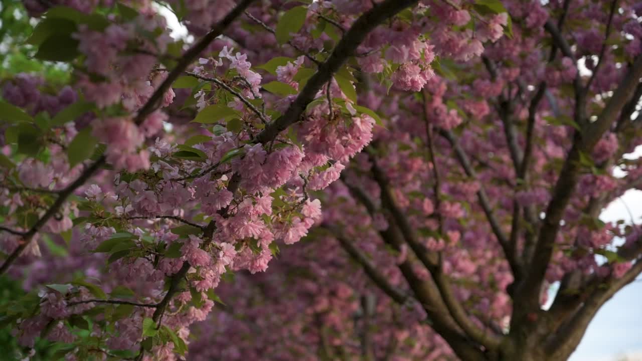 Closeup right to left dolly shot of a Japanese Cherry tree's blossoming branch, with other trees in the background at sunset - Filmed at T&oacute;th &Aacute;rp&aacute;d Promenade, Buda Castle, Budapest, Hungary