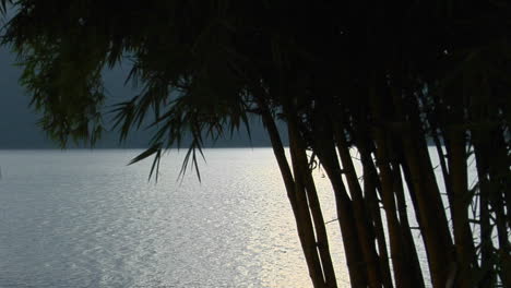 Leaves-Of-A-Bamboo-Tree-Blow-In-The-Breeze-1