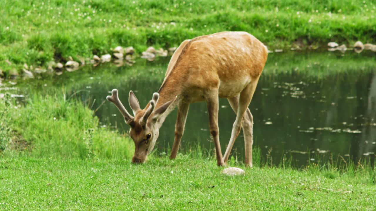 Red Deer Eating Grass Near Pond In The Zoo