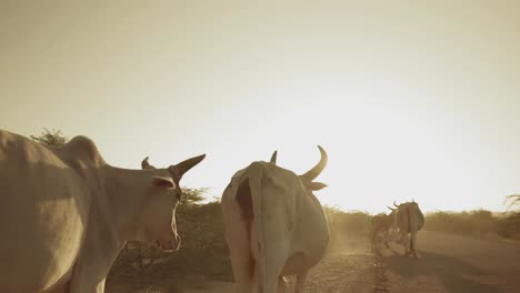 single file line of cows walking along road against sunset skies in sindh, pakistan