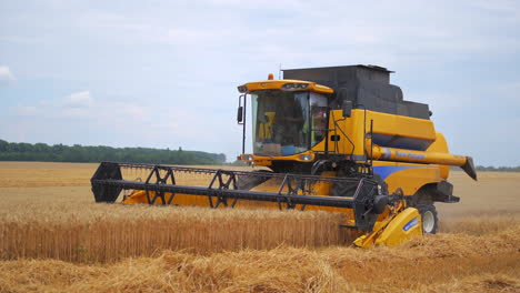 Agricultural work to cultivation cereal. Combine harvester gathers the wheat crop
