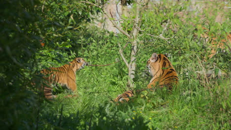 Sumatran-tiger-cub-playing-and-tugging-on-a-tree-branch-as-mother-rests-and-observes-in-green-grass-environment-in-the-sun