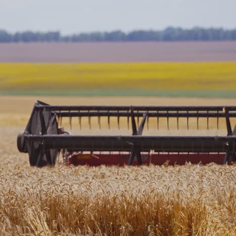 Combine harvester on wheat field