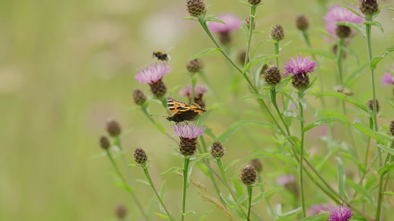 gran mariposa carey sentada sobre una flor de cardo rosa