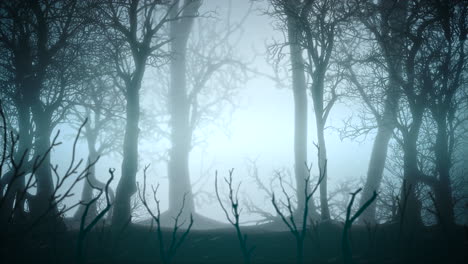 mystical forest in night