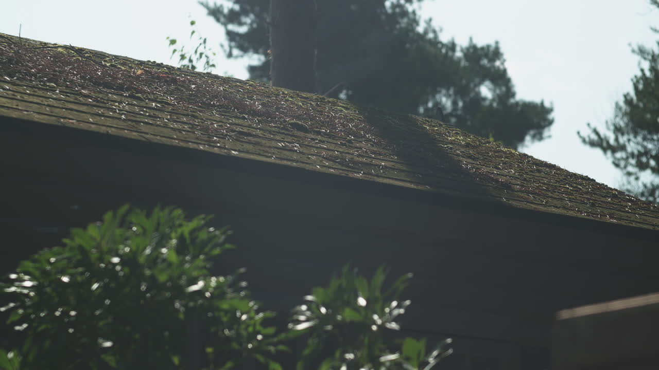 Rustic looking shed roof in summer