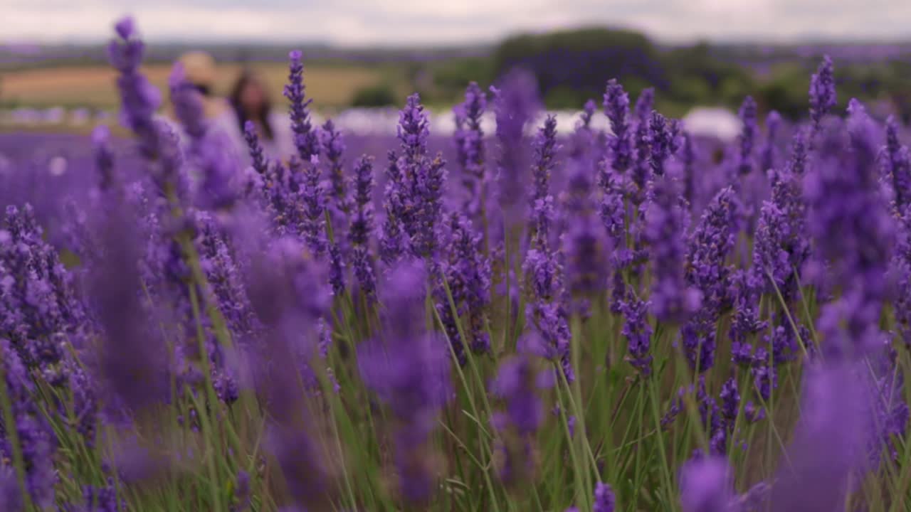 granja de lavanda en cámara lenta con bokeh