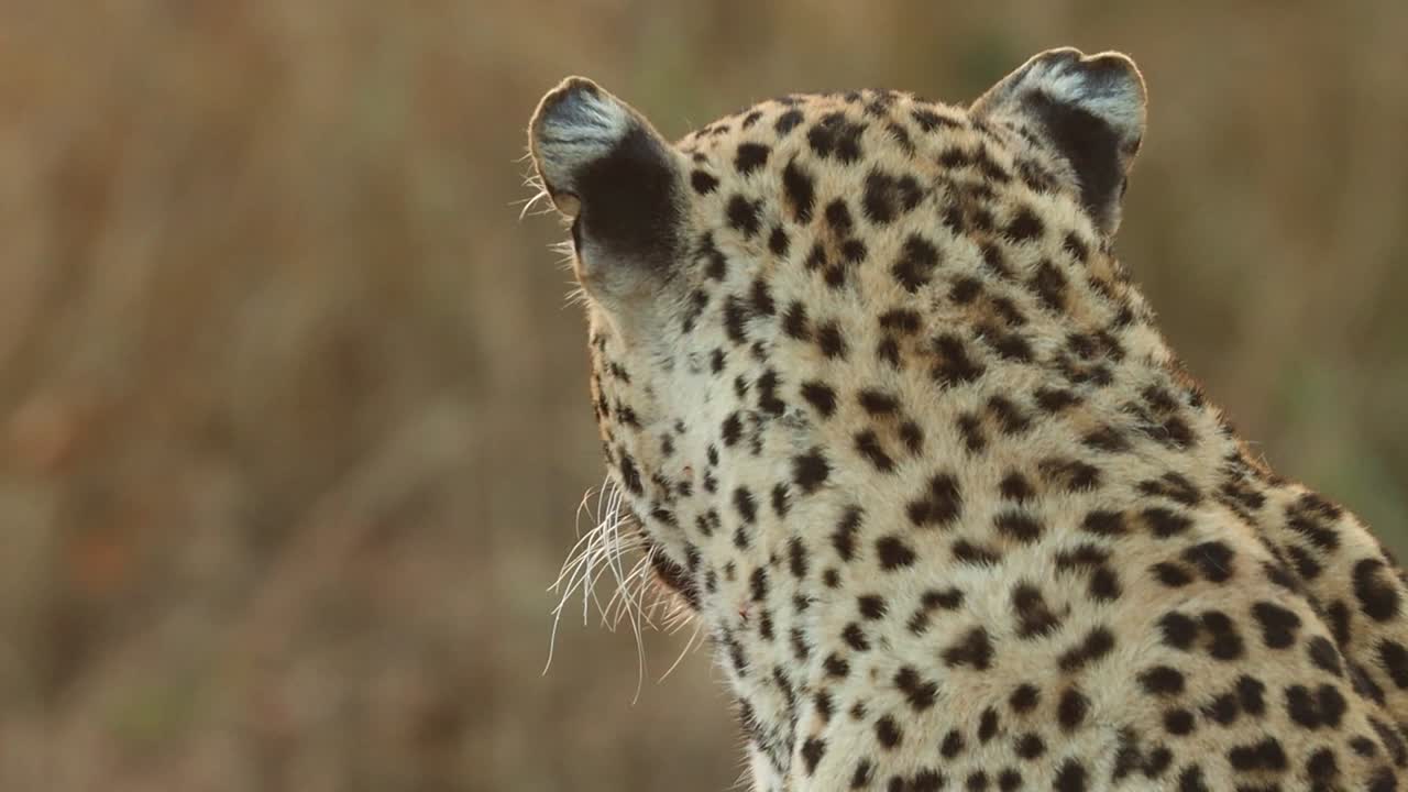 un primer plano de la cara de un leopardo adulto mientras examina sus alrededores