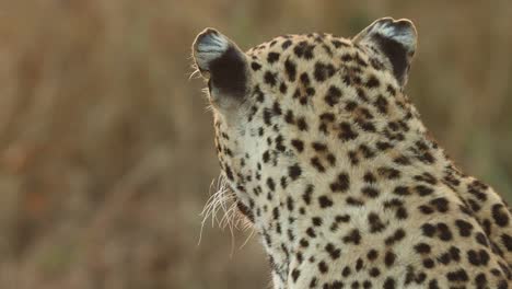 Eine-Nahaufnahme-Des-Gesichts-Eines-Erwachsenen-Leoparden,-Während-Er-Seine-Umgebung-Erkundet