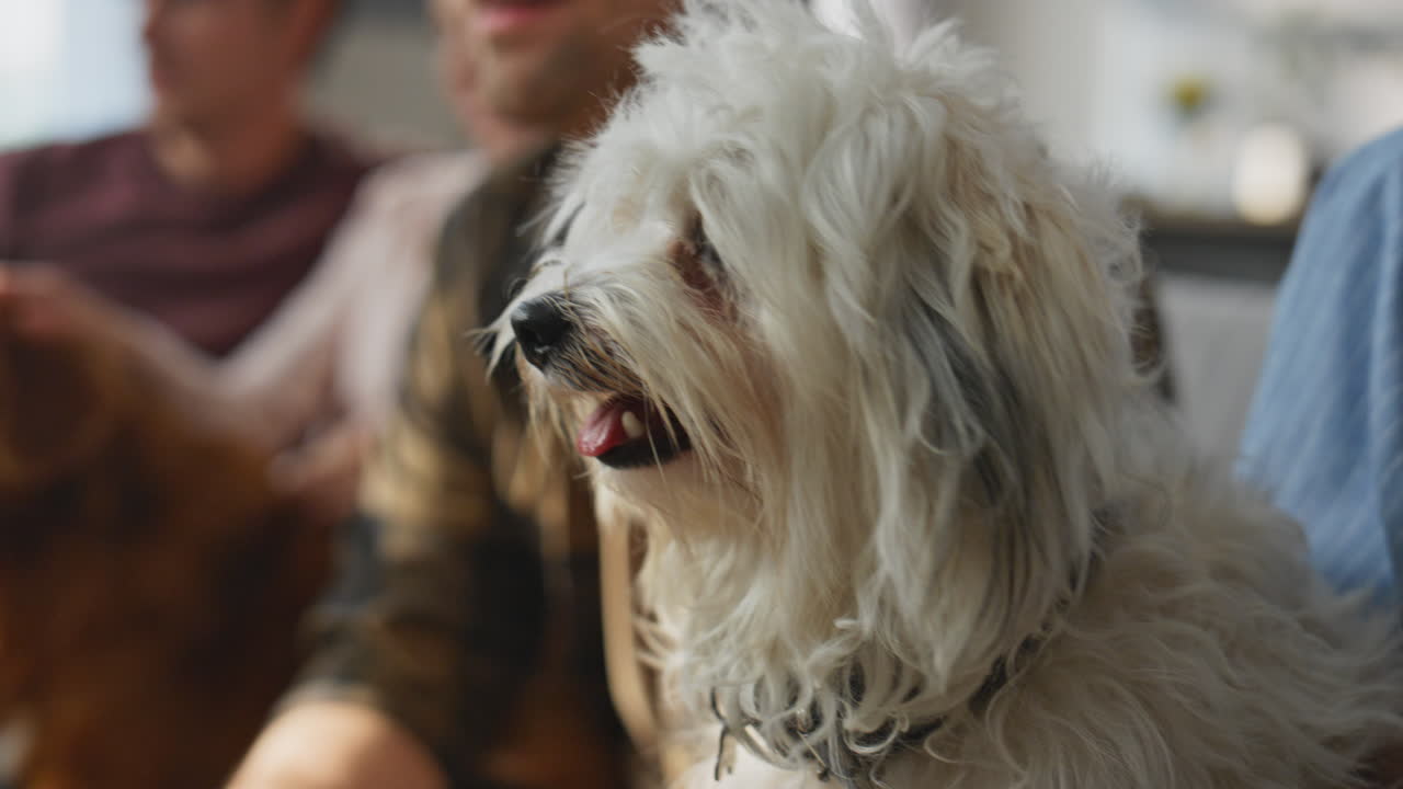 Cute puppy sitting knees woman owner relaxing at home close up. Friends resting