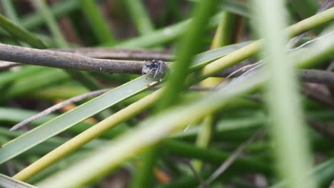 Peacock-Spider