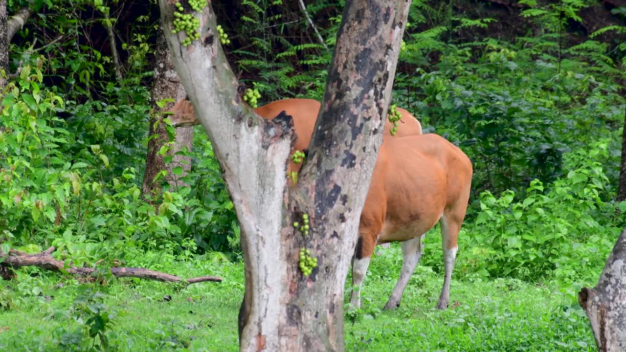 el banteng o tembadau, es un ganado salvaje que se encuentra en el sudeste asiático y se extinguió en algunos países