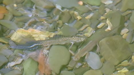 newt in a shallow stream