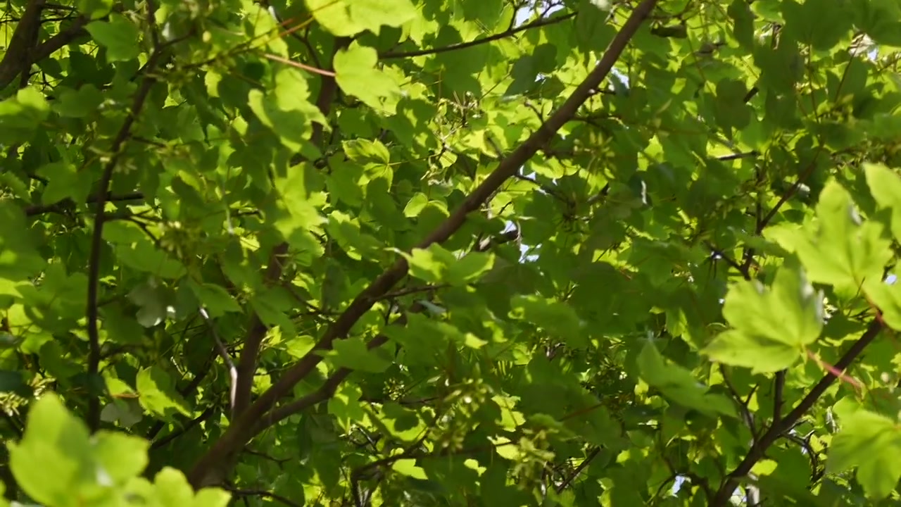 A beautiful green tree close up