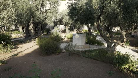 gimbal shot walking in the garden of gethsemane in jerusalem