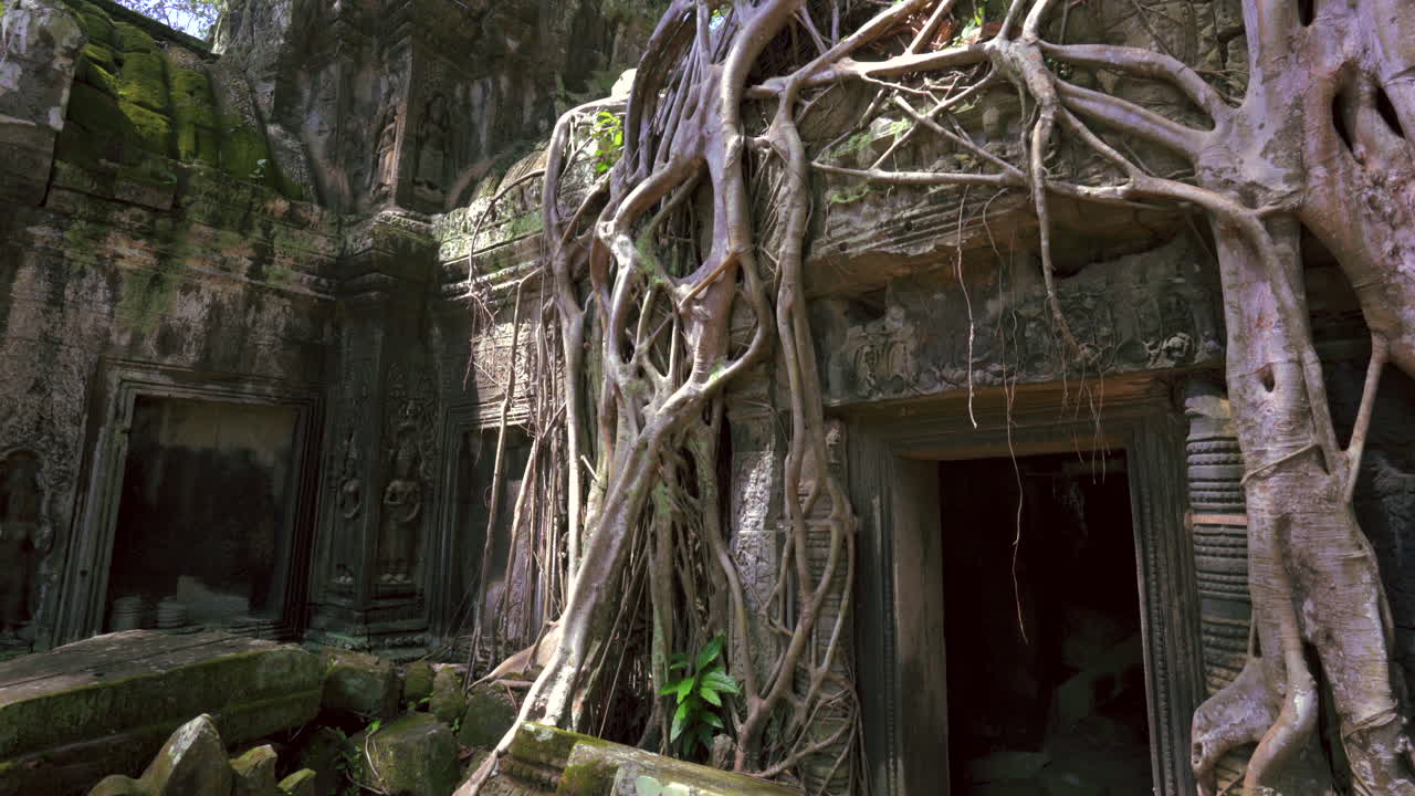 Massive tree roots envelop Angkor temple walls at Ta Prohm, iconic jungle ruin in Cambodia, crane down establish