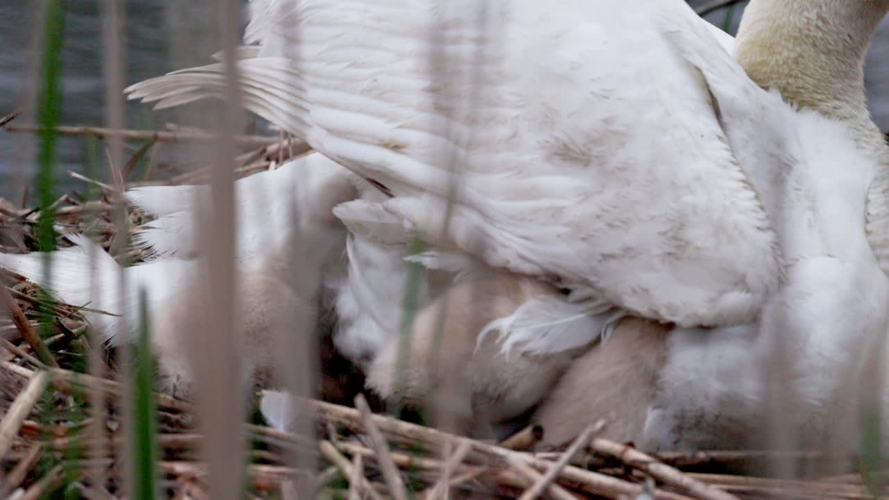 A mother swan resting in her nest, surrounded by her cygnets.