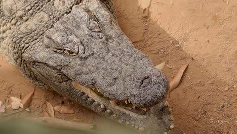 primer plano de la cara de cocodrilo del nilo 4k