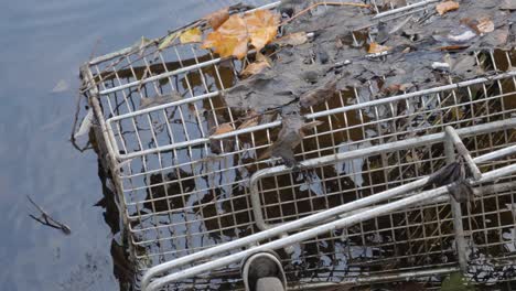 old rusty shopping trolley laying in a lake with leaves during the day, medium shot