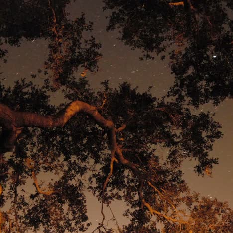 Time-lapse-of-star-trails-and-oak-tree-in-Oak-View-California-1