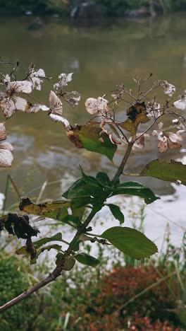 dried hydrangea by a lake