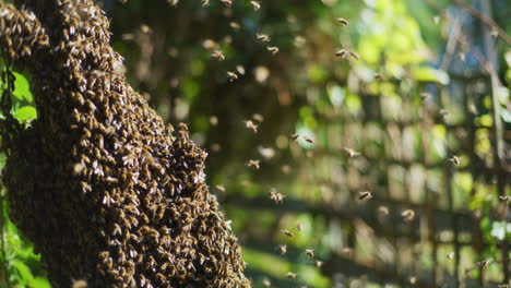 Bienen-Fliegen-Um-Den-Bienenstock-Herum