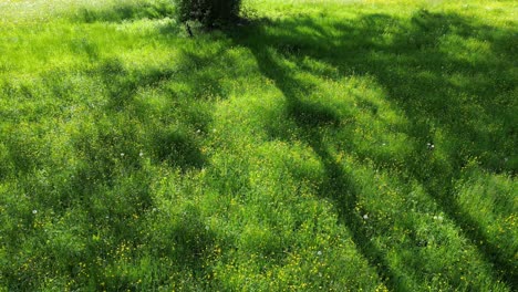 Drone-descending-down-near-green-grass-under-huge-Alpine-tree-in-meadows