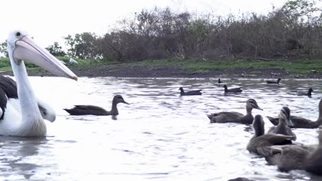 pelícanos y patos nadando en la laguna