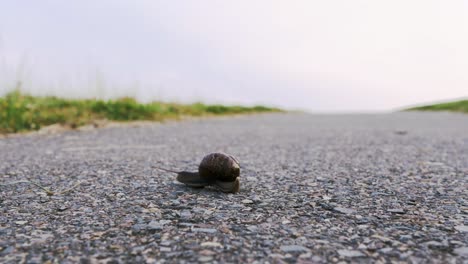 snail crawling on the road 4k uhd