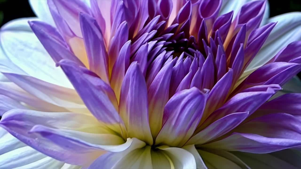 Video ravvicinato di un fiore di dalia con petali delicati viola e bianchi, ripreso da un'angolazione laterale.