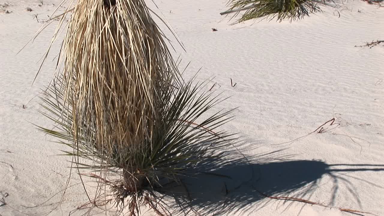 뉴멕시코의 백사장 국립 기념물에 있는 키 큰 건조 식물의 파업