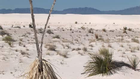 panup of a tall dry plant at white sands national monument in new mexico