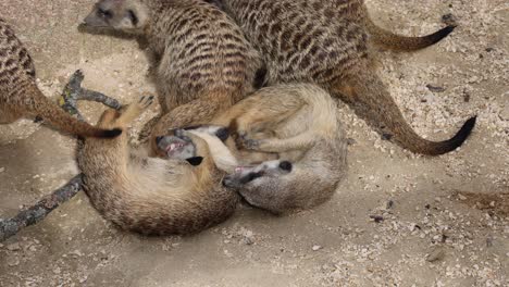 group of cute meerkat family cuddling and playing together on sandy ground in zoo