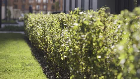 green hedge in a garden or park