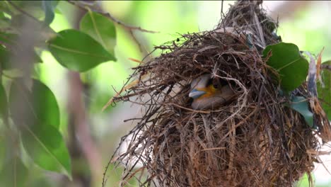 Der-Silberbrust-breitschnabel-Ist-Ein-Berühmter-Vogel-In-Thailand,-Sowohl-Lokal-Als-Auch-International