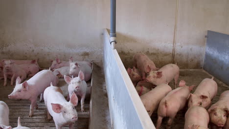pig farm industry animal agriculture livestock cage