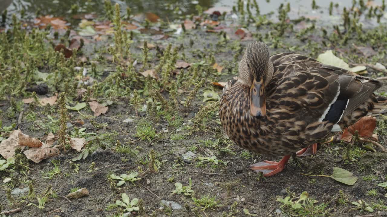 Anatra germano reale femmina in piedi sull'erba.
