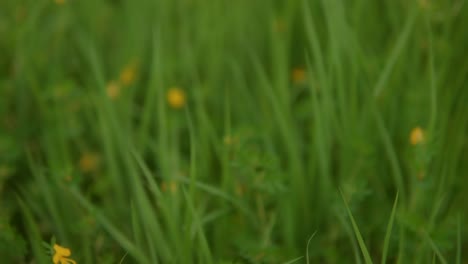 la caméra se déplace gracieusement, capturant une scène pittoresque d'herbe verte luxuriante ornée de fleurs jaunes vibrantes