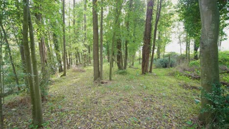 Autumn-forest,-gimbal-walk